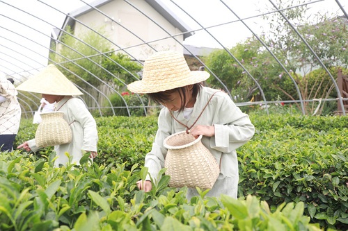 青島  “親子采茶研學(xué)”自然課堂